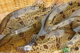 鱖魚是桂魚嗎？鱖魚和桂魚的區(qū)別