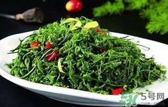 菊花腦怎么種？菊花腦怎么摘
