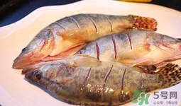 鱖魚是桂魚嗎？鱖魚和桂魚的區(qū)別