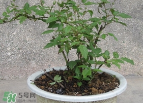 盆栽樹莓怎么養(yǎng)？盆栽樹莓的種植方法
