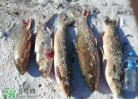 小滿怎么釣魚？小滿釣魚技巧