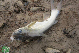 小滿怎么釣魚？小滿釣魚技巧