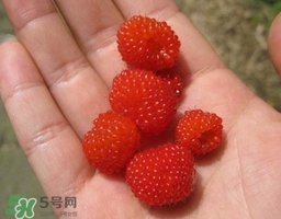 覆盆子的熱量高嗎？覆盆子可以減肥嗎？