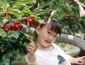 5月份還有櫻桃摘嗎？5月份哪里可以摘櫻桃？