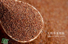 海藻面膜要泡多久最好？海藻面膜要泡多長時間？