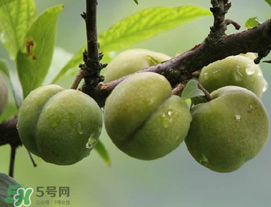 吃李子牙齒酸怎么辦？為什么吃多了李子牙會酸？