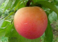 吃李子為什么會(huì)拉肚子？拉肚子可以吃李子嗎？