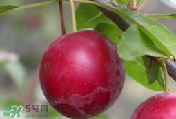 李子和蜂蜜能一起吃嗎？吃了李子可以喝蜂蜜嗎？