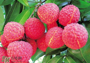 荔枝和蝦能一起吃嗎？荔枝與蝦同食會中毒嗎？