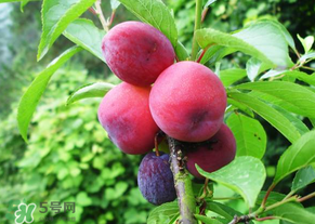 五月份有李子嗎？五月份的李子能吃嗎？