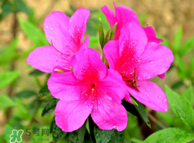 五月還有杜鵑花嗎？杜鵑花什么時(shí)候開(kāi)？