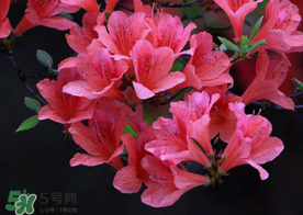 五月還有杜鵑花嗎？杜鵑花什么時(shí)候開(kāi)？