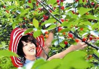 5月份還有櫻桃摘嗎？5月份哪里可以摘櫻桃？