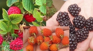 盆栽樹莓怎么養(yǎng)？盆栽樹莓的種植方法