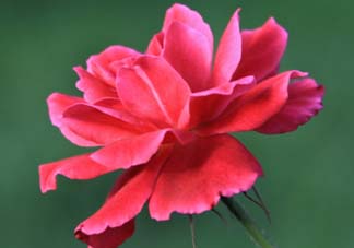 五月還有杜鵑花嗎？杜鵑花什么時(shí)候開(kāi)？