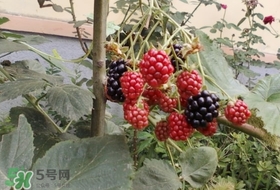 盆栽樹莓怎么養(yǎng)？盆栽樹莓的種植方法