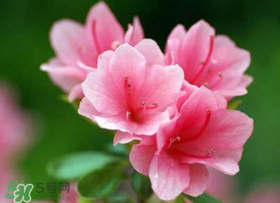 五月還有杜鵑花嗎？杜鵑花什么時(shí)候開(kāi)？