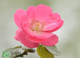 小滿開什么花？小滿節(jié)氣開的植物