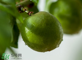 青梅果有什么好處？青梅果的功效與作用