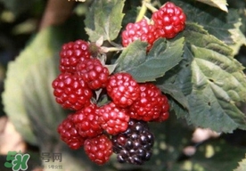 刺泡是山莓嗎？刺泡和山莓的區(qū)別