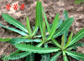 苦苦菜怎么腌制？怎樣腌制苦苦菜？