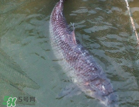 端午節(jié)好釣魚嗎?？端午節(jié)可以釣魚嗎？