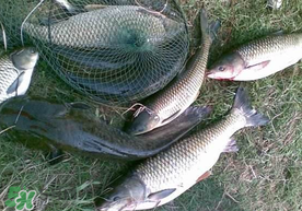 端午節(jié)好釣魚嗎?？端午節(jié)可以釣魚嗎？