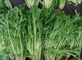 苦菜和羊肉能一起吃嗎？苦菜能和羊肉一起吃嗎？