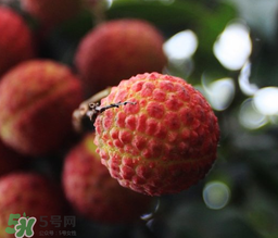 荔枝一天吃多少合適？荔枝一天最多吃幾個？