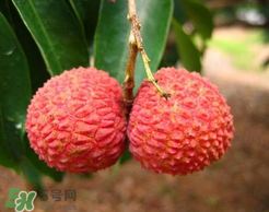荔枝一天吃多少合適？荔枝一天最多吃幾個？