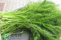 茴香菜什么時候種？茴香菜什么季節(jié)吃