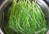 茴香菜是什么菜？茴香菜是香菜嗎