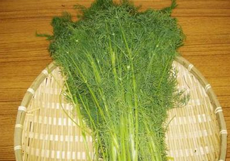 茴香菜什么時候種？茴香菜什么季節(jié)吃