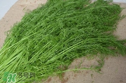 茴香菜什么時候種？茴香菜什么季節(jié)吃