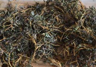 苦菜可以曬干嗎？苦菜怎么曬干？