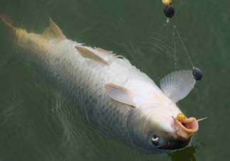 端午節(jié)好釣魚嗎?？端午節(jié)可以釣魚嗎？