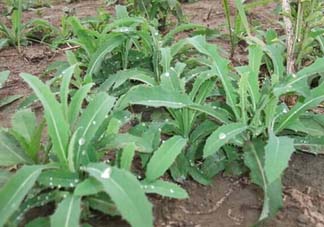 苦菜多少錢一斤？苦菜多少錢一斤2017？