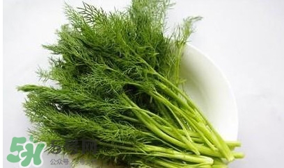 茴香菜怎么做好吃？茴香菜怎么炒好吃
