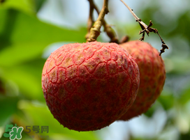 掛綠荔枝為什么那么貴？為什么掛綠荔枝這么貴？