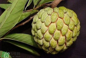 釋迦果怎樣催熟？釋迦果怎么判斷熟沒熟？