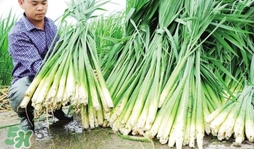 茭白什么時候上市？茭白什么季節(jié)有