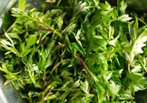 艾葉是什么植物？艾葉和艾草是一回事嗎？