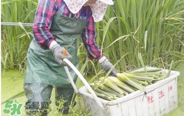 茭白是什么菜？茭白是什么植物