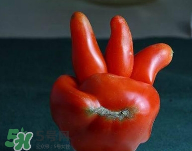 西紅柿怎么吃最有營養(yǎng)？西紅柿怎么做好吃