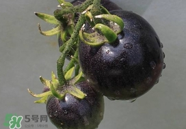 黑番茄能生吃嗎？黑番茄可以生吃嗎