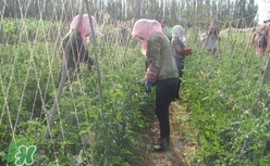 黑番茄怎么種植？黑番茄種植技術