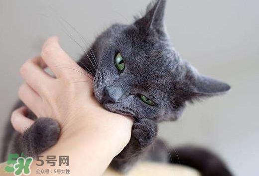 被貓抓傷會得狂犬病嗎？被貓咬了會得狂犬病嗎