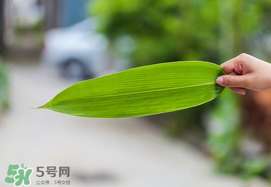 粽葉有幾種？粽葉哪種好？