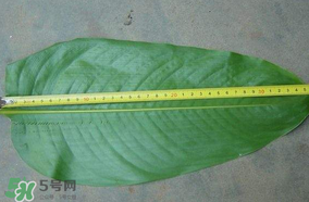 粽子葉要泡多久？粽子葉怎么泡？