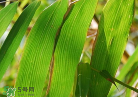 粽子葉要泡多久？粽子葉怎么泡？